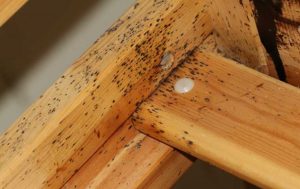 Beg Bugs: A Joint Effort for Landlords and Tenant
